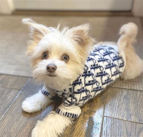 dior sweater dog|purrfect dior dog.